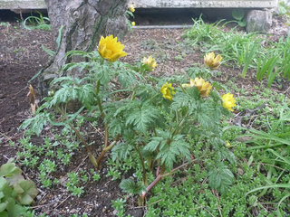フクジュソウ(福寿草)(1-9) 黄色の花 茎が伸び始めた頃の様子(撮影日：2014年3月16日) 