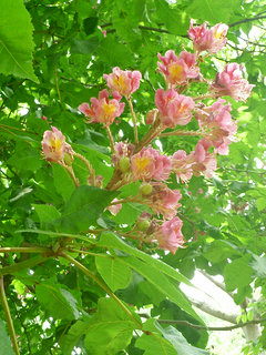 ベニバナトチノキ (紅花栃の木) (1) 花の拡大　ピンク色 (撮影日：2014年5月13日) 