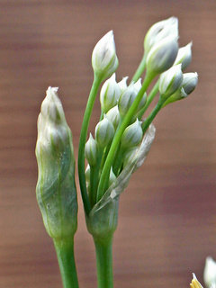ニラ(韮)(1-3) 白色の花 膜につつまれた花序のつぼみ(撮影日：2023年8月31日) 