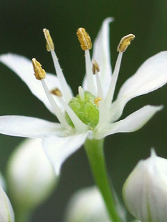 ニラ(韮)(1-5) 白色の花(撮影日：2023年8月31日) 
