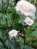 シュウメイギク (秋明菊) 　シュウメイギクの種　綿毛 (撮影日：2008年11月29日) 