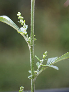 ヨモギ(蓬)(1-9) 葉腋から花序が伸びる様子(撮影日：2022年9月9日) 