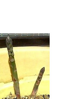 アスパラガス 野菜 若い茎(撮影日:2008年4月5日)