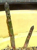 アスパラガス　野菜食用の部分　若い茎 (撮影日：2008年4月5日) 