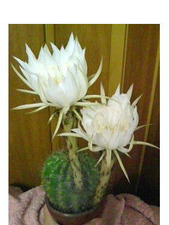 キンセイマル (金盛丸)　エキノプシス・カルクローラ 全体の様子　白色の花 (撮影日：2008年7月16日) 