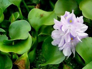 ホテイアオイ (布袋葵) (1) 紫色の花　ウォーターヒヤシンス (撮影日：2008年10月7日) 