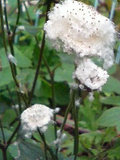 シュウメイギク (秋明菊) 　シュウメイギクの種　綿毛 (撮影日：2008年11月29日) 