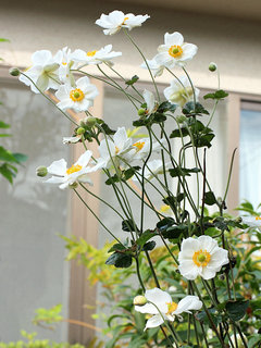 シュウメイギク(秋明菊)(1-1) 白色の花 全体の様子(撮影日：2023年10月31日) 
