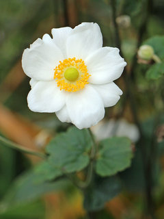 シュウメイギク(秋明菊)(1-2) 白色の花(撮影日：2023年11月6日) 