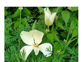 ハナビシソウ (花菱草) カリフォルニアポピー エスコルチア　白色の花 (撮影日：2008年4月29日) 