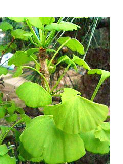 イチョウ (銀杏) (3) 　鉢植え (撮影日：2008年4月271日) 