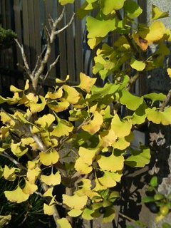 イチョウ (銀杏) (3) 　鉢植え　黄色に紅葉した木 (撮影日：2008年10月9日) 