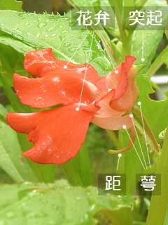 ホウセンカ(鳳仙花)(3-2) 花弁や突起、萼や距の位置(撮影日：2016年9月7日) 