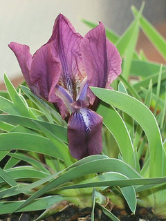 ケイビアヤメ(鶏尾菖蒲)(1-2) 紫色の花 (撮影日：2023年2月21日)