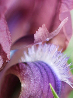 ケイビアヤメ(鶏尾菖蒲)(1-7) 紫色の花 柱頭の拡大(撮影日：2023年2月21日)