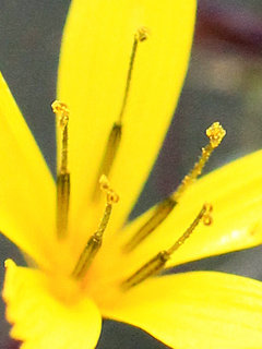 クロニガナ(黒苦菜)(1-2) 黄色の花 雄しべと雌しべの様子(撮影日：2022年5月23日) 