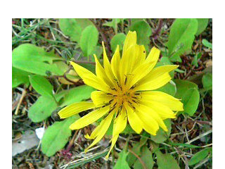 ジシバリ (地縛)(2-1) 黄色の花 花を上から見た様子(撮影日：2008年4月23日) 