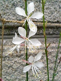 ガウラ ハクチョウソウ(白蝶草)(2) 白色の花の様子(撮影日：2008年6月21日) 