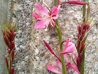 ガウラ ハクチョウソウ(白蝶草)(1-1) ピンク色の花(撮影日：2008年4月15日) 