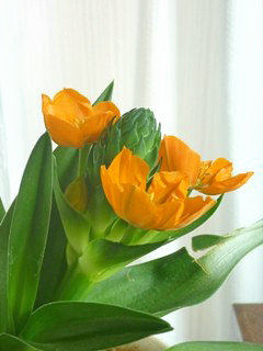 オルニトガルム・ダビウム (1-3) 　オレンジ色の花 咲き始めの様子(撮影日：2013年3月28日) 