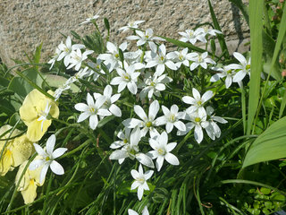 オーニソガラム・ウンベラータム (1-1) 　白色の花 全体の様子(撮影日：2013年4月13日) 