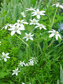 オーニソガラム・ウンベラータム (2-2) 　白色の花 (撮影日：2014年5月3日) 