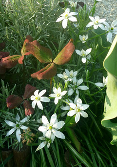 オーニソガラム・ウンベラータム (1-3) 　白色の花 (撮影日：2014年4月23日) 