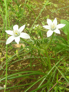 オーニソガラム・ウンベラータム (3-1) 　白色の花 (撮影日：2016年5月2日) 