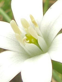 オーニソガラム・ウンベラータム (3-2) 　白色の花 花の拡大(撮影日：2016年5月2日) 
