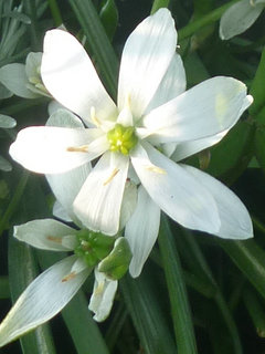 オーニソガラム・ウンベラータム (1-2) 　白色の花 (撮影日：2014年4月23日) 
