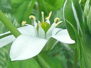 オーニソガラム・ウンベラータム (2-1) 　白色の花 花の拡大(撮影日：2014年5月3日) 