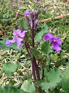 ムラサキハナナ(紫花菜) オオアラセイトウ(1-1) 紫色の花 (撮影日：2022年3月17日) 