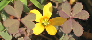 黄色のウスアカカタバミの花