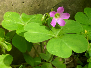 ムラサキカタバミ(紫片喰、紫酢漿草、紫傍食)(2-1) ピンク色の花 日陰の様子(撮影日：2013年6月9日) 