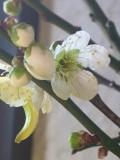 ウメ (梅) 切花 (撮影日:2012年3月6日)