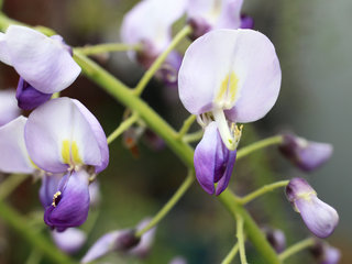 フジ(藤)(1-3) 紫色の花 飛び出た雄しべと雌しべの様子(撮影日：2023年4月6日) 