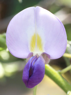 フジ(藤)(1-2) 紫色の花 蝶形花の様子(撮影日：2024年4月14日) 