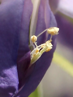 フジ(藤)(1-4) 紫色の花 雄しべと雌しべ(撮影日：2024年4月25日) 