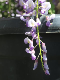 フジ(藤)(1-6) 紫色の花 総状花序の様子(撮影日：2024年4月25日) 