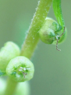 コキア ホウキギ(箒木) ほうき草(1-8) 緑色の花 萎れた雌花と両性花(撮影日：2023年9月16日)