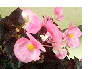 ベゴニア　ピンク色 (3) (撮影日：2008年5月11日) 