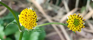 コセンダングサ (小栴檀草)