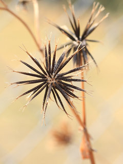 コセンダングサ (小栴檀草)(2) 茶色の果実(撮影日：2022年3月30日) 