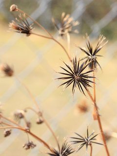 コセンダングサ (小栴檀草)(2-2) 熟した果実(撮影日：2022年3月30日) 