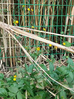 コセンダングサ (小栴檀草)(1-3) 黄色の花 全体の様子(撮影日：2024年10月21日) 