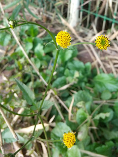 コセンダングサ (小栴檀草)(1-1) 黄色の花(撮影日：2024年10月21日) 