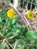 コセンダングサ (小栴檀草) 