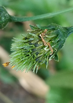 コセンダングサ (小栴檀草)(1-4) 未成熟の果実の様子(撮影日：2024年10月21日) 