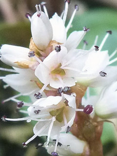 ハルトラノオ(春虎尾)(1-2) 白色の花 雄しべと雌しべの拡大(撮影日：2017年3月28日) 