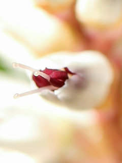 ハルトラノオ(春虎尾)(1-3) 白色の花 つぼみの拡大(撮影日：2023年3月8日) 
